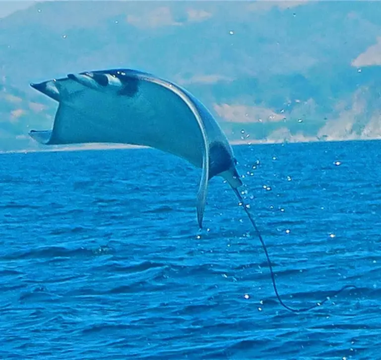 A manta ray leaps clear of the blue water off the Nosara coast.