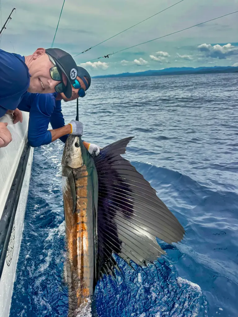 A crew member holds a sailfish by the bill alongside the boat with its sail fanned out.