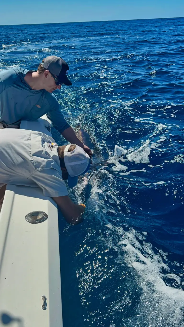 A crew member takes the leader on a billfish beside the moving boat off Playa Garza.