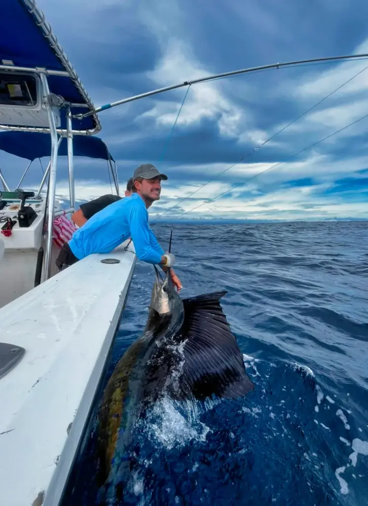 A crew member leans over the gunwale to release a sailfish beside the boat off Playa Garza.