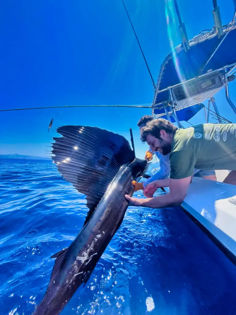 A sailfish lifts its full sail beside the boat while a crew member holds the bill.