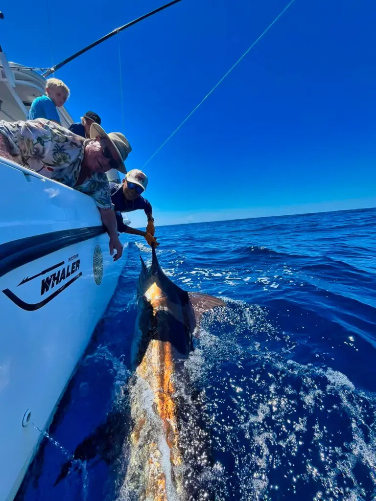 Crew members lift a yellowfin tuna aboard on the gaff from deep blue offshore water.