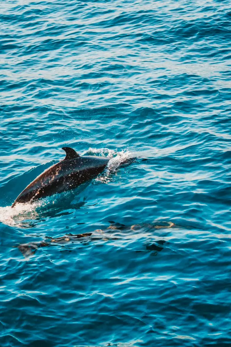 A dolphin surfaces while the rest of the pod swims just below the surface off Nosara.