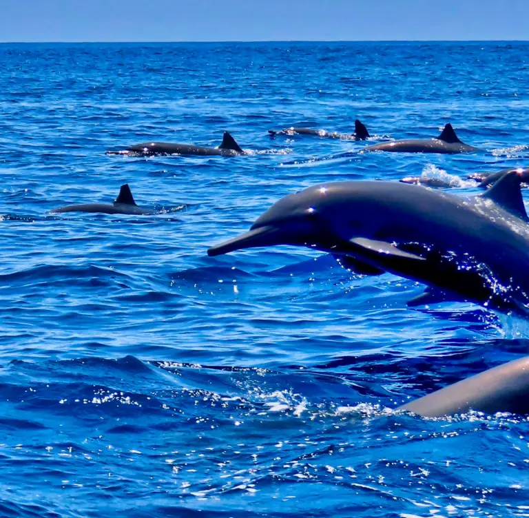 A pod of dolphins swims close together through deep blue water off the Nosara coast.