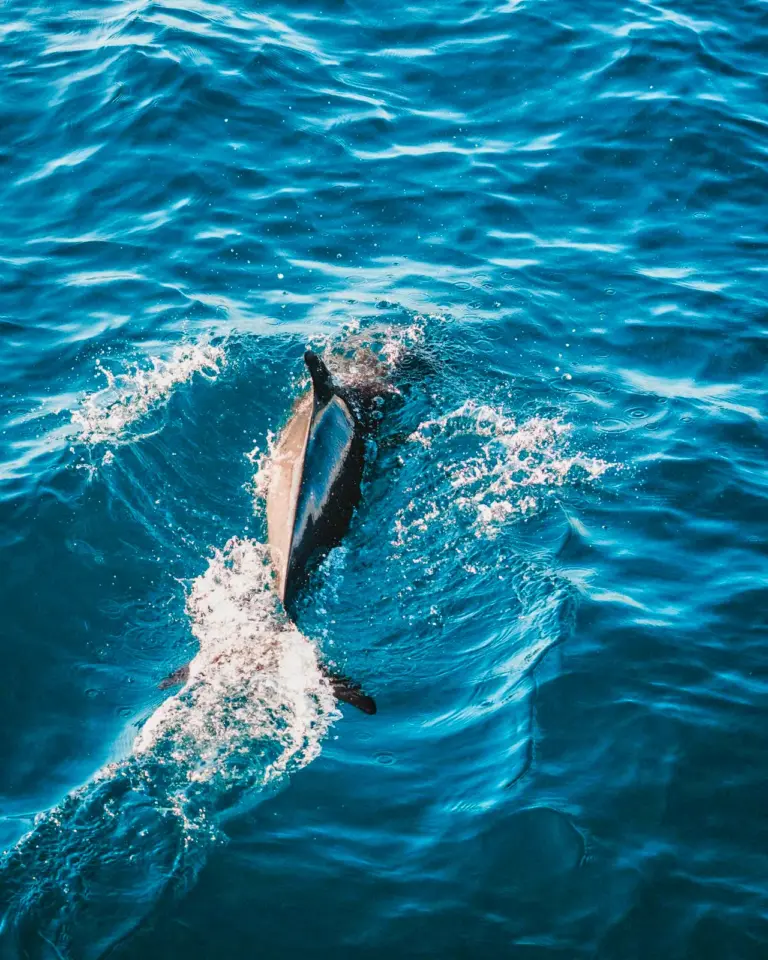 A dolphin rides the bow wave in clear blue water during a wildlife trip off Nosara.