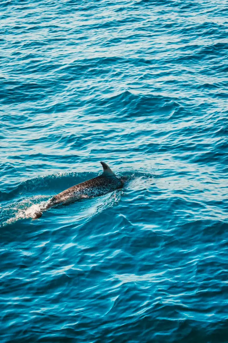 A dolphin cuts through the surface in the sunlit water beside the boat off Nosara.