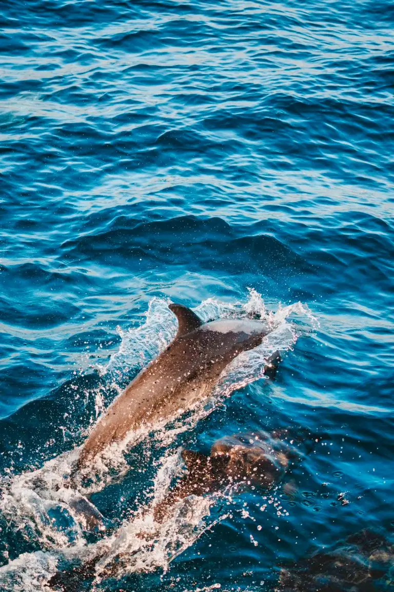 A pair of dolphins surfaces together in the sunlit water beside the boat off Nosara.
