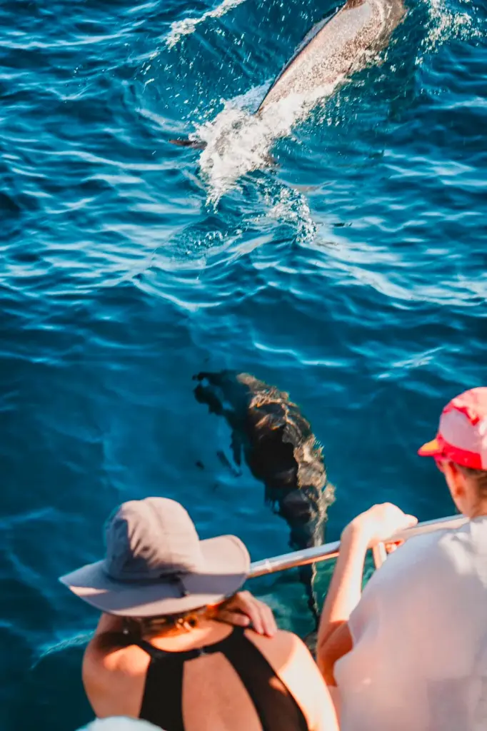 Guests look down from the rail as dolphins ride the bow wave in clear turquoise water.