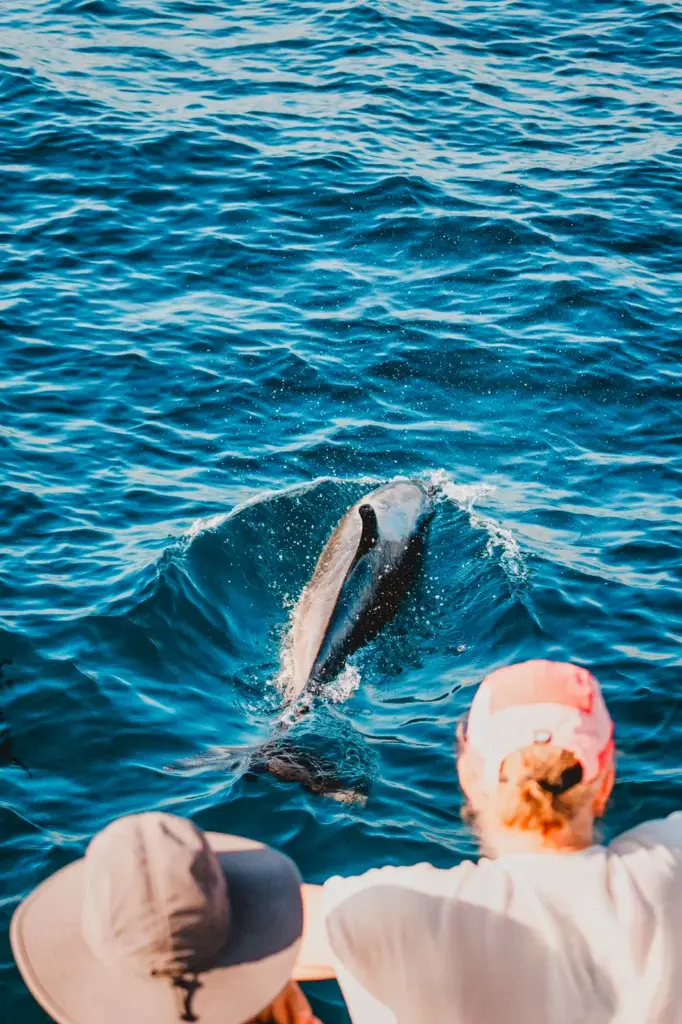 Guests watch from the bow as a dolphin leaps clear of the water right in front of them.
