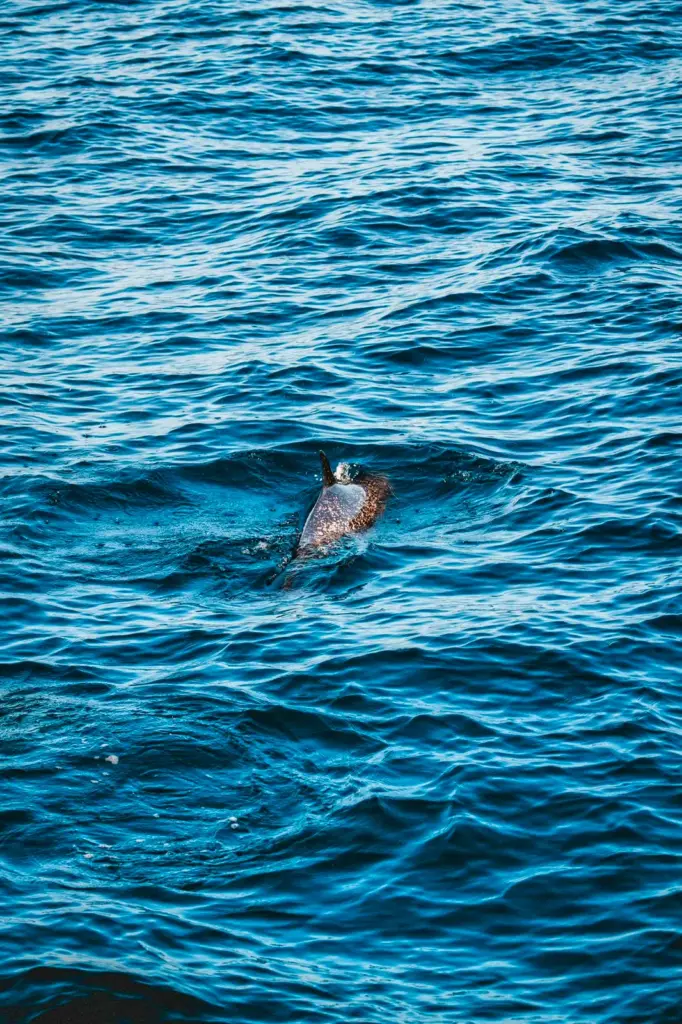 A sea turtle comes up for air in the blue water beside the boat off the Nosara coast.