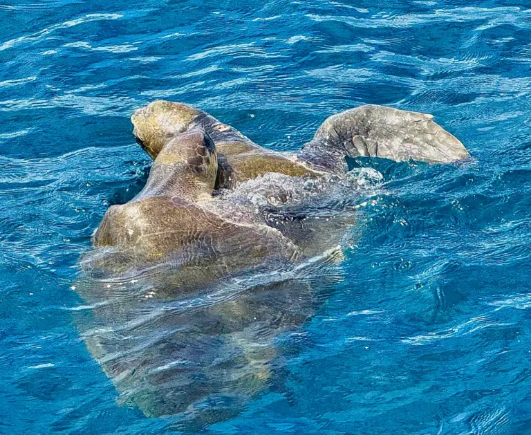 Two sea turtles float together at the surface in clear sunlit water off the Nosara coast.
