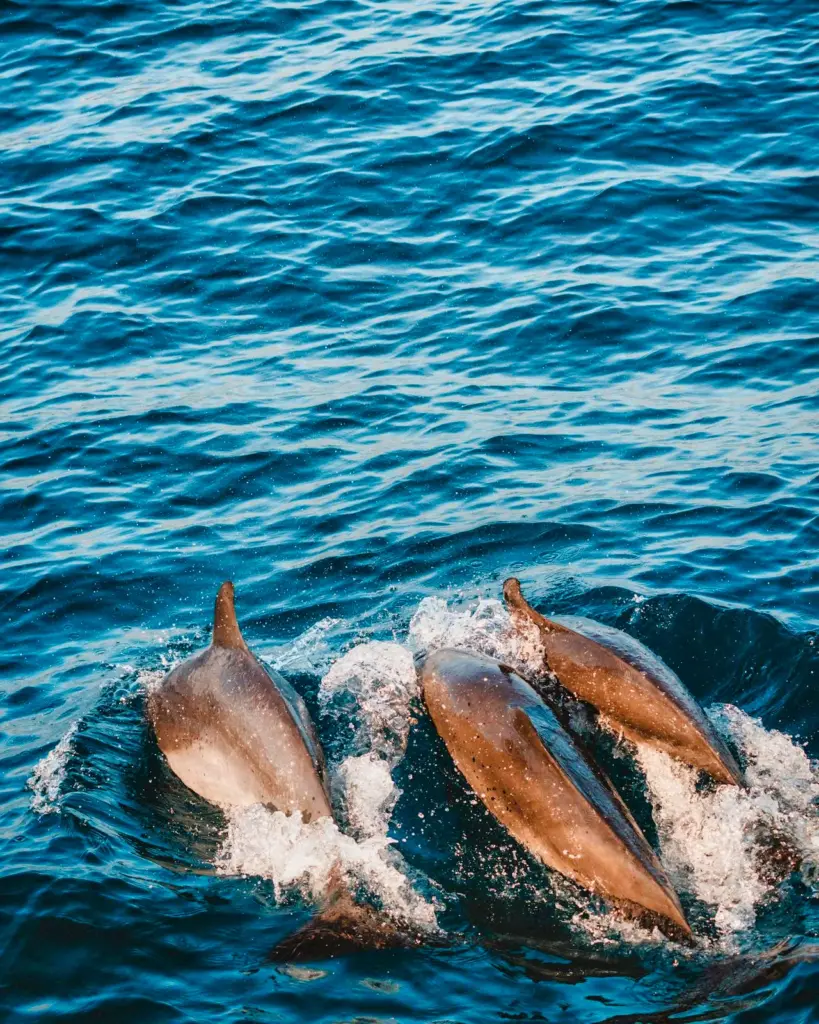 Three dolphins break the surface side by side in the blue water off the Nosara coast.