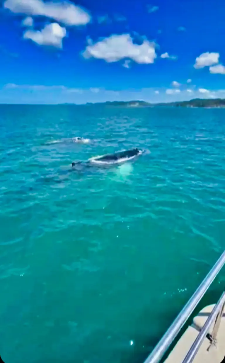 A whale glides just below the surface of clear green water right beside the boat.