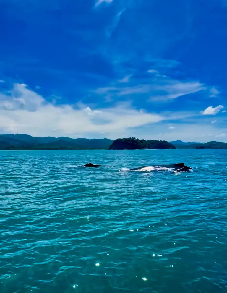 Two whales surface in clear turquoise water with an island and the coastline behind.